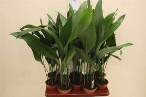 Aspidistra aukšta