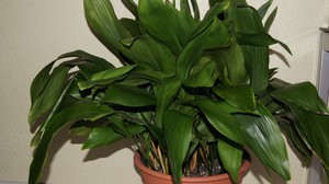 Variedades de aspidistra