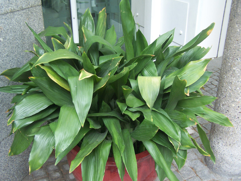 Aspidistra tamsiai žaliais lapais