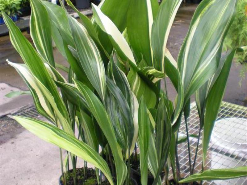 Cameră aspidistra