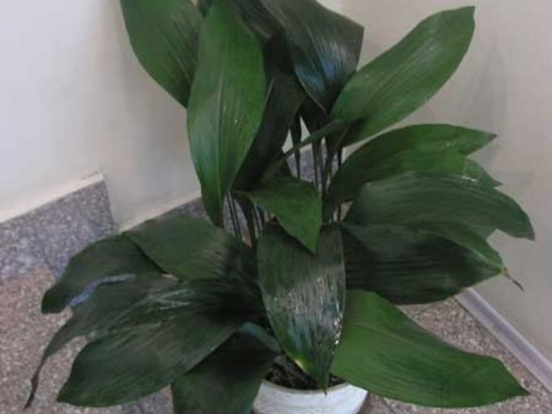 Pradžia aspidistra