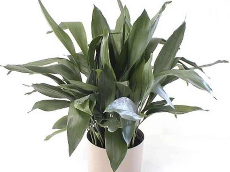 Odmiany odmian aspidistra