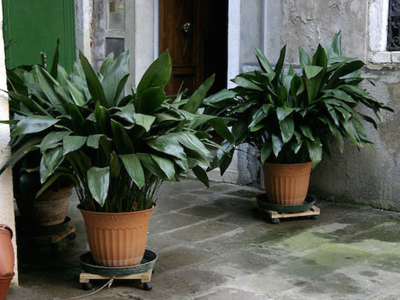 L'aspidistra fiorisce