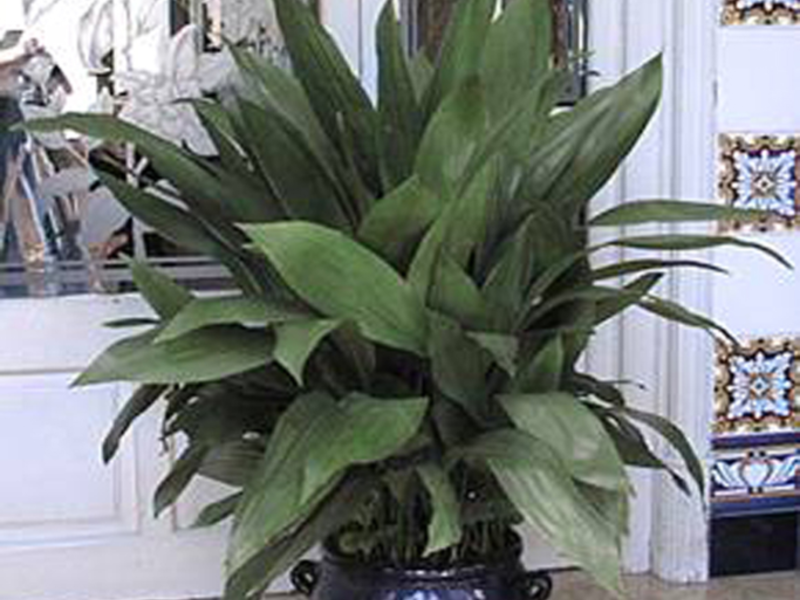 Kako izgleda aspidistra