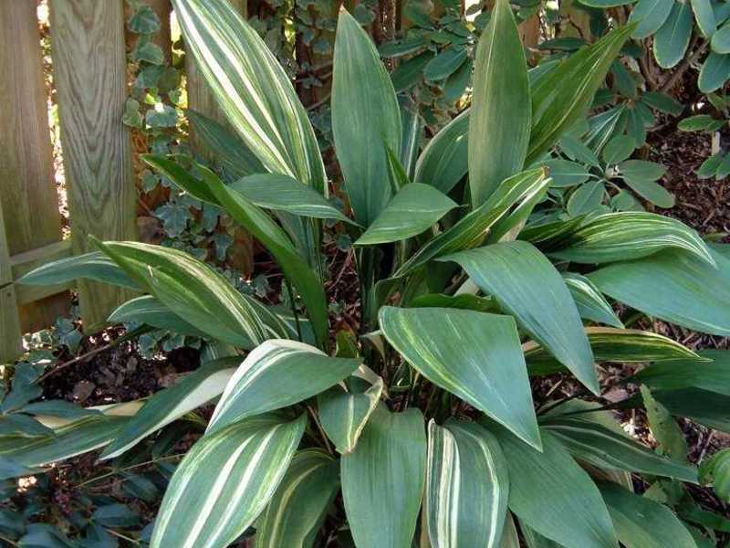 Aspidistra înaltă