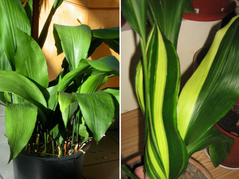 Planta en la casa de aspidistra