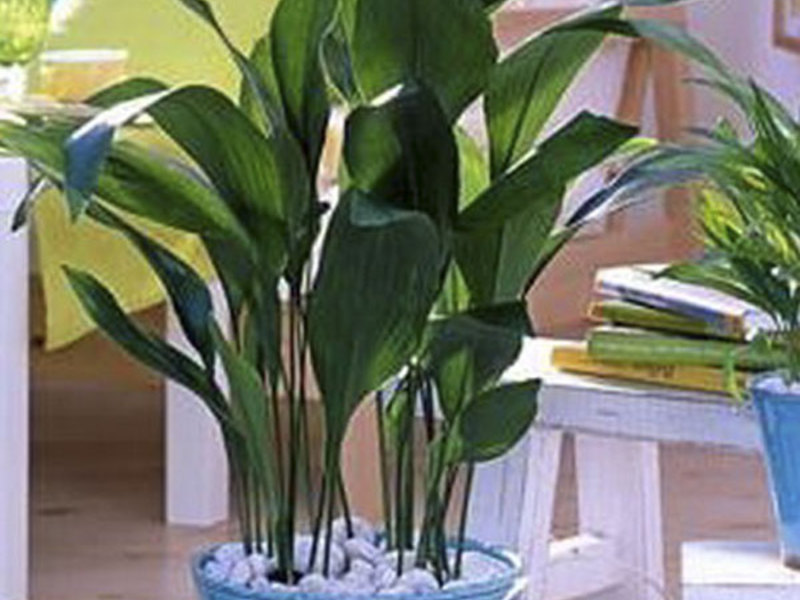 Pretentieloze plant van aspidistra