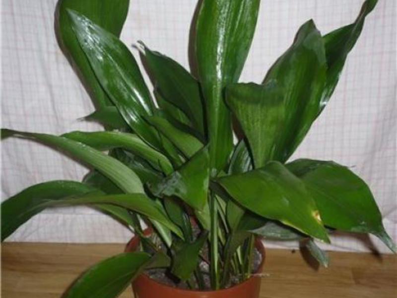 Co kocha aspidistra