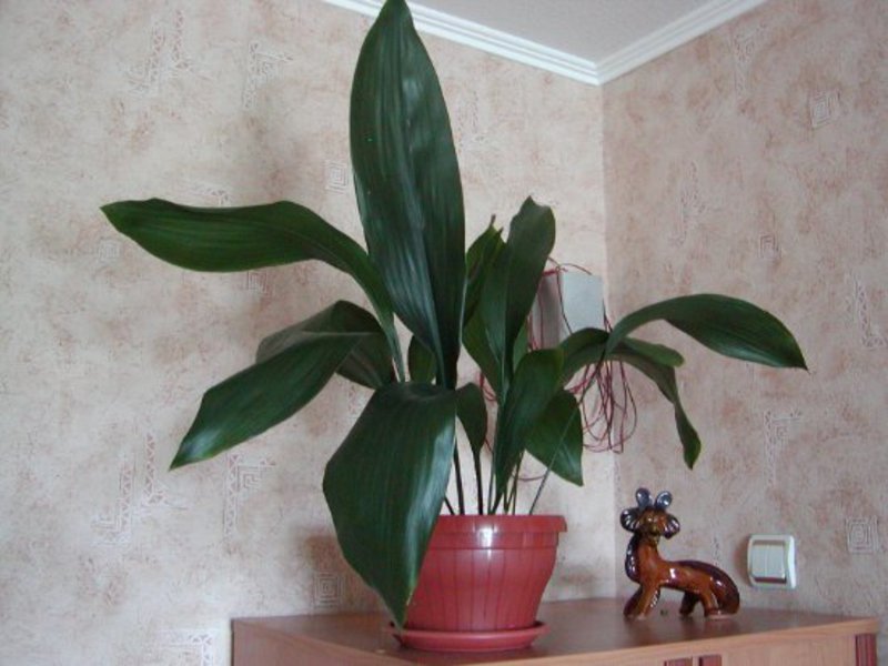 One of the most popular is Aspidistra