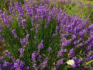 Cuidado perfumado de lavanda