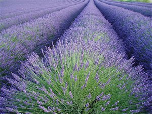 Campo de lavanda