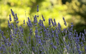 Lumalagong lavender