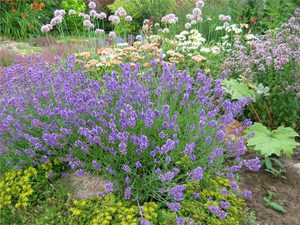 Lavanda no jardim