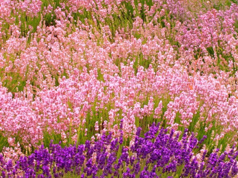 Mga sikat na barayti at uri ng lavender