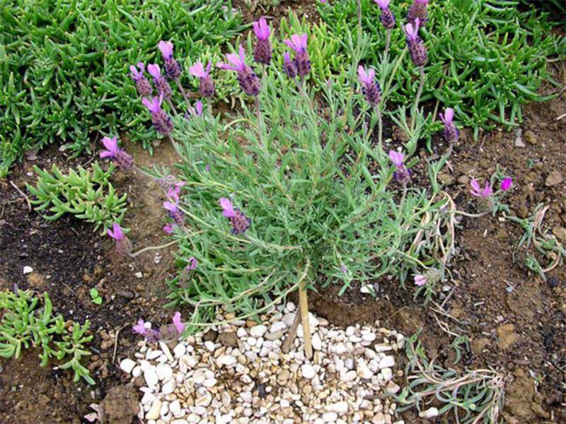 Lavanda crescente