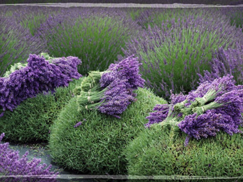 Lumalagong lavender