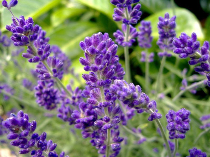 Propriedades medicinais da lavanda