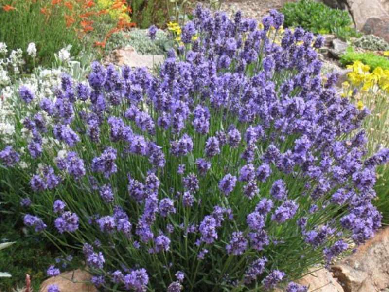 Como a planta de lavanda é usada