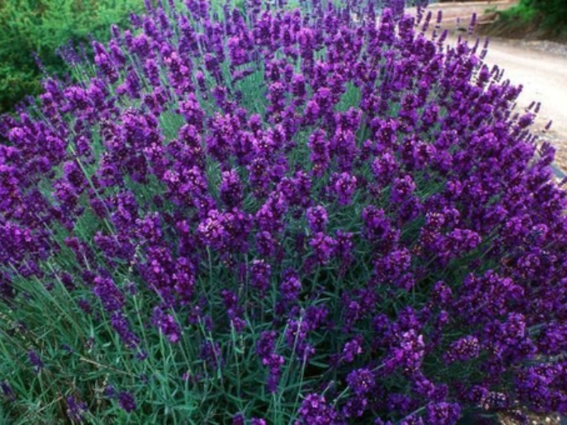 Lavanda, planinska lavanda