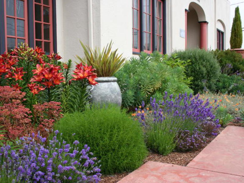 How to grow lavender