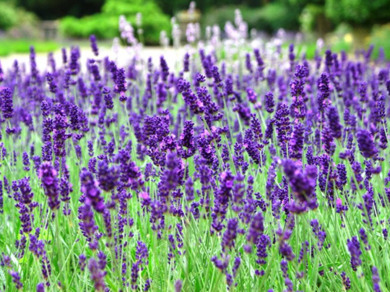 Lavanda perfumada