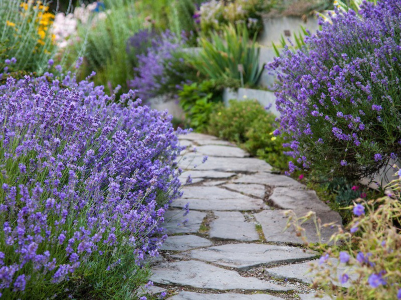 Cara menanam lavender