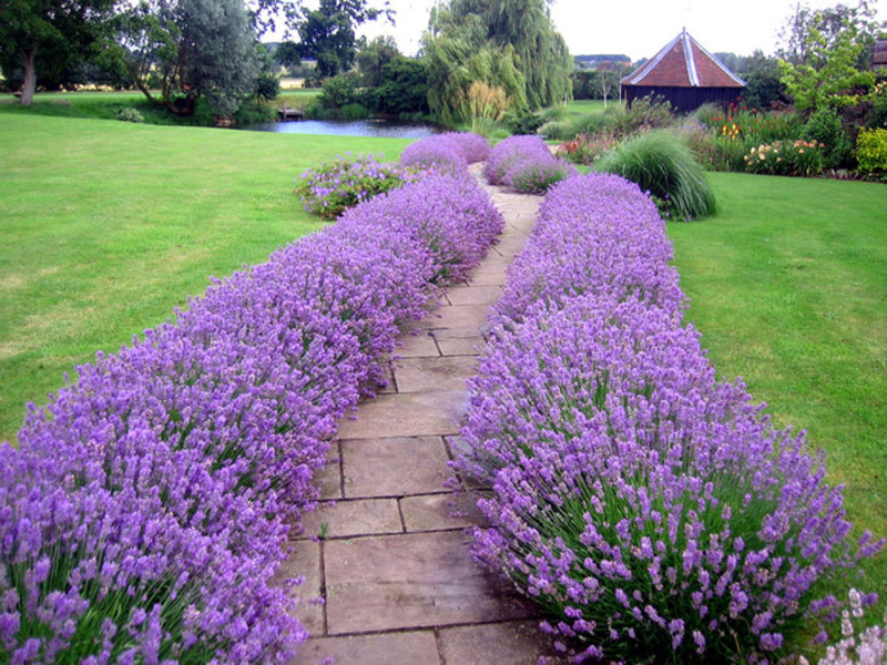 Montando lavanda