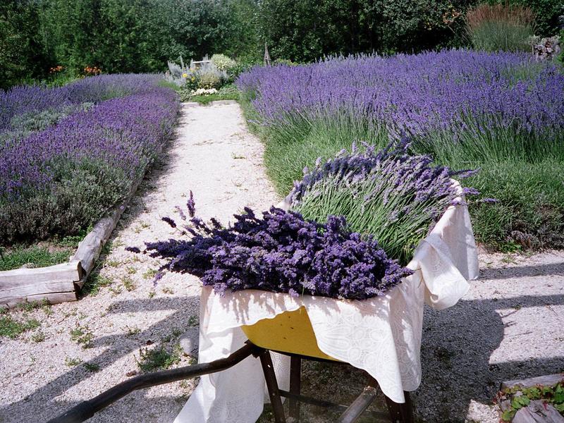 The healing powers of lavender