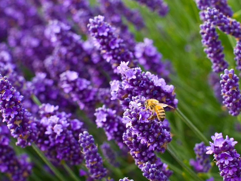 Propriedades de lavanda