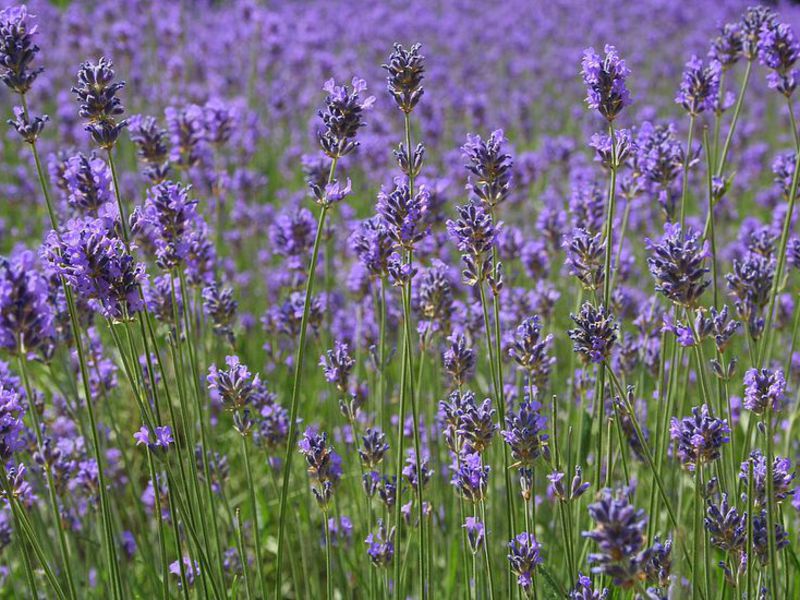 Lavanda florescendo