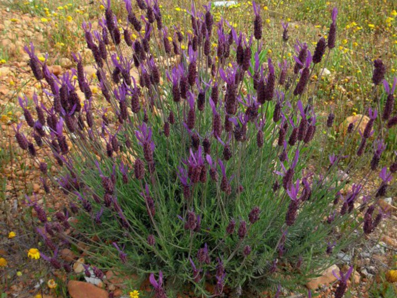 Ladang lavender ketika matahari terbenam