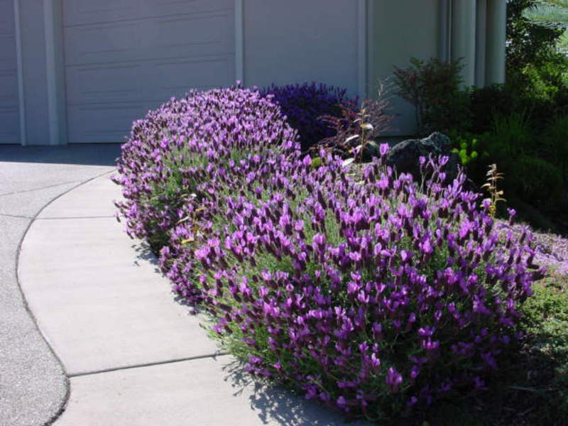 Campo de lavanda