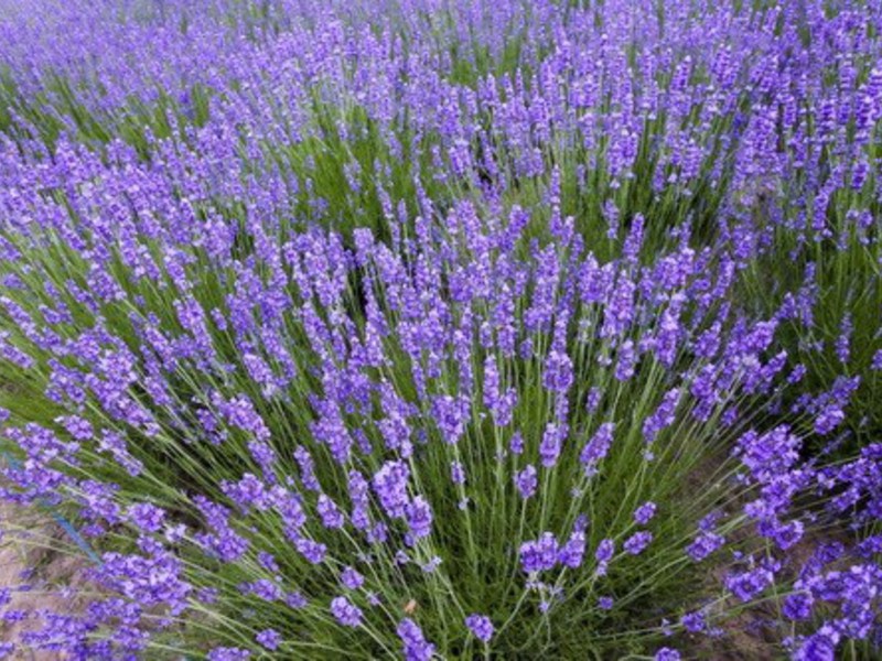 How lavender grows