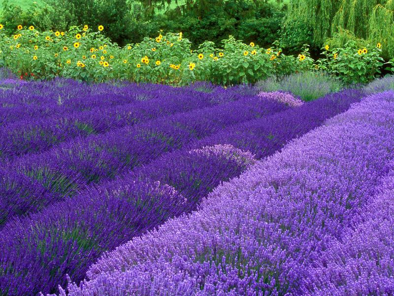 Bakit nagtatanim ng lavender