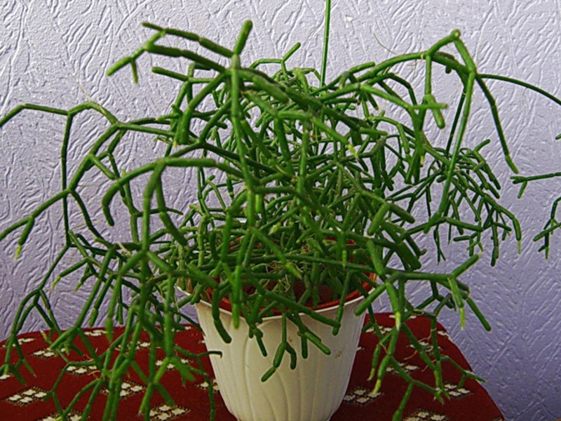 Cactus - Rhipsalis