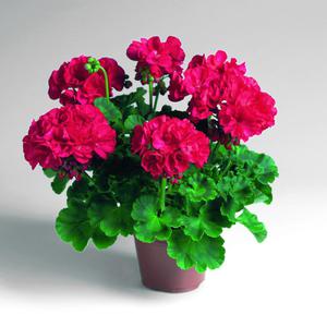 Pelargonium zonal - disse er lyse røde blomster, meget frodige.