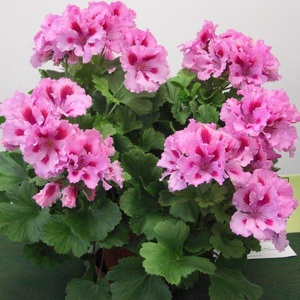 Geranium royal are culori foarte interesante.