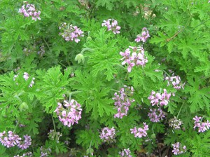 Pelargonium fragante és una planta útil per a la salut.