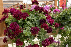 Ivy-geranium on toisen tyyppinen koti-geranium.