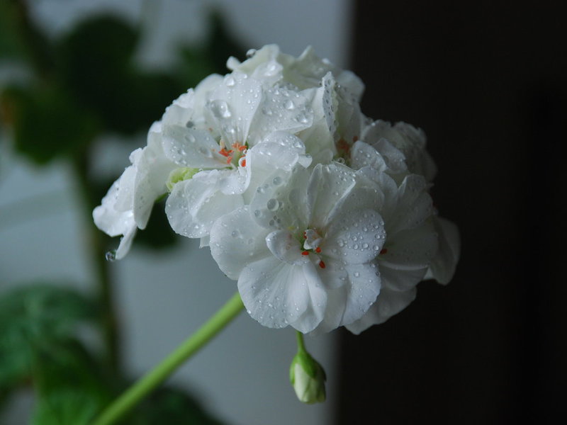 Geranio blanco: la flor se puede ver en la foto.