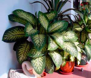 Dieffenbachia requiere cuidados especiales.