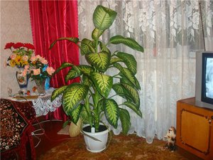 Dieffenbachia en el apartamento: manténgalo alejado de los niños.