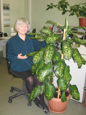 Die Zimmerpflanze Dieffenbachia ist giftig, man muss sie mit Handschuhen pflegen.