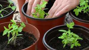 El uso de fertilizantes es necesario para protegerlos de efectos nocivos.