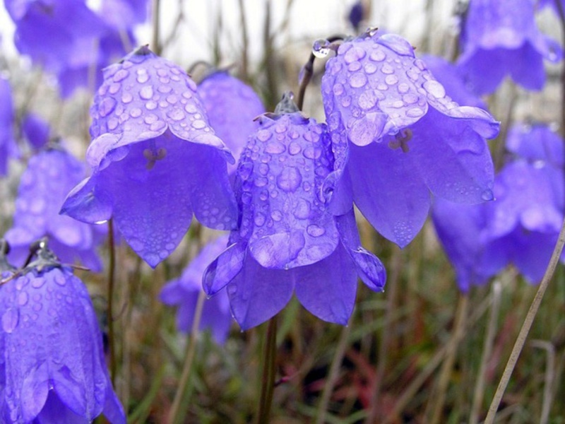 Bellflower-vegetasjon - med andre ord blomstring - varer hele sommeren.