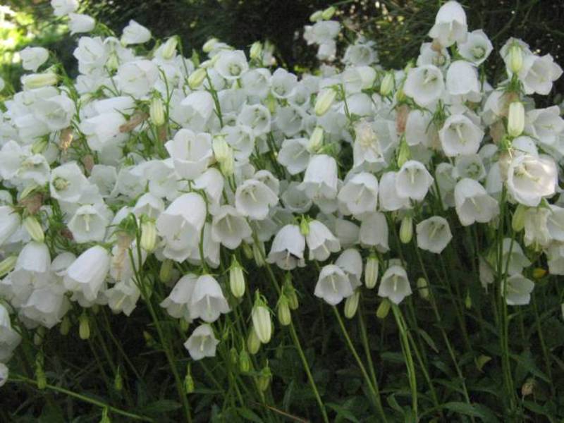 Hvide klokker er en blomsterbed dekoration.