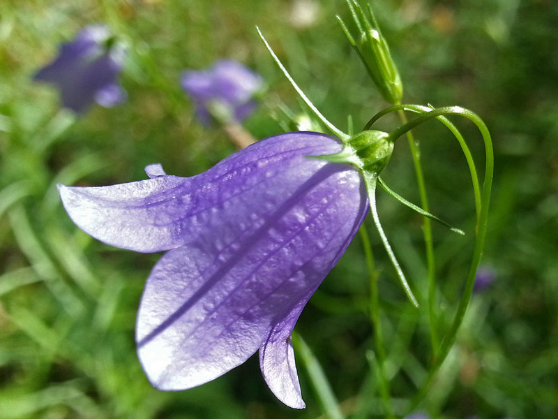 Round-leaved bell - plant features.