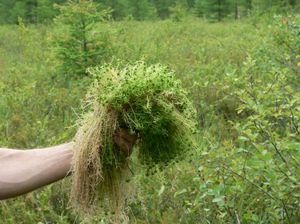 Sphagnum - bir tür yosun