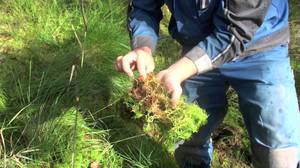 Veenmos oogsten - we beginnen de plant te verzamelen.