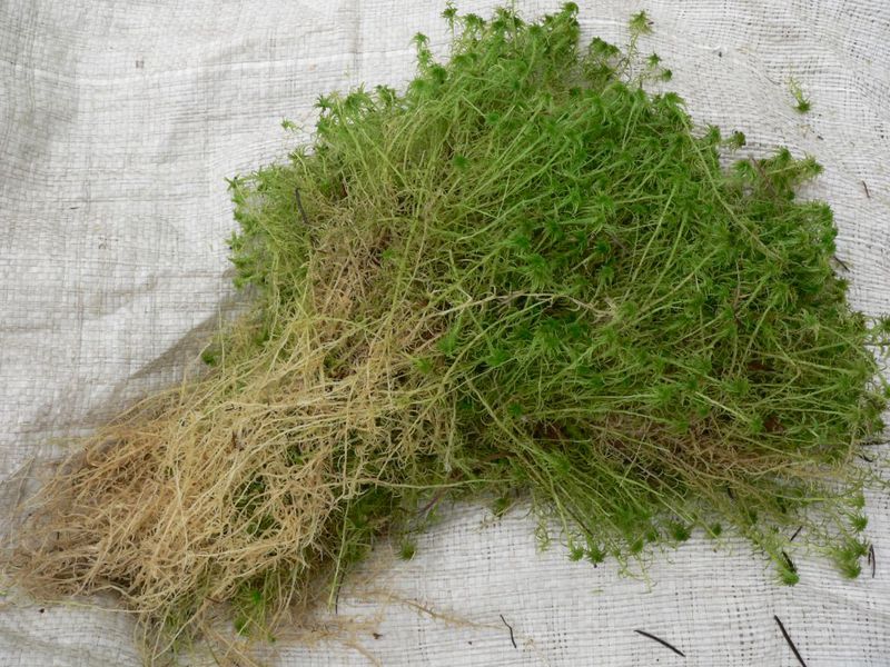 Sphagnum ở nhà cần được trải ra để khô